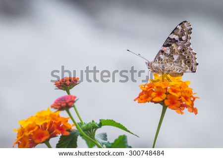 butterfly on flowers in the garden