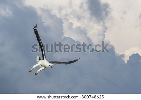 White Bellied Sea Eagle soaring