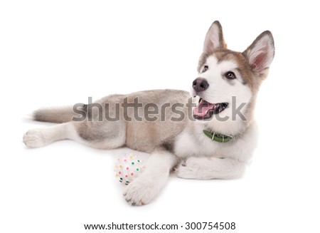 Cute Malamute puppy playing with rubber ball isolated on white