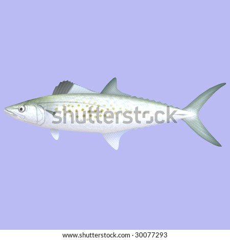 Spanish Mackerel fish in water With Clipping Path