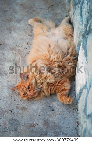 red fat cat in the street