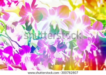 colorful orchid flower background 