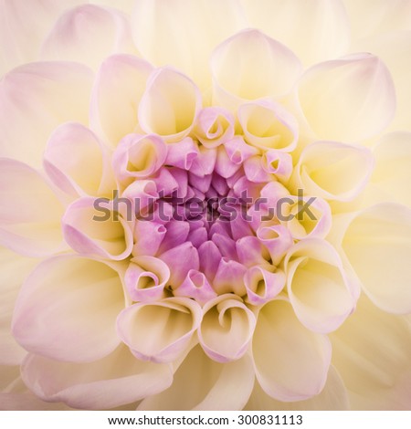 Flower background. Pink chrysanthemum, macro shot.