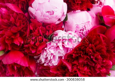 bouquet  of fresh red and pink peonies close up 