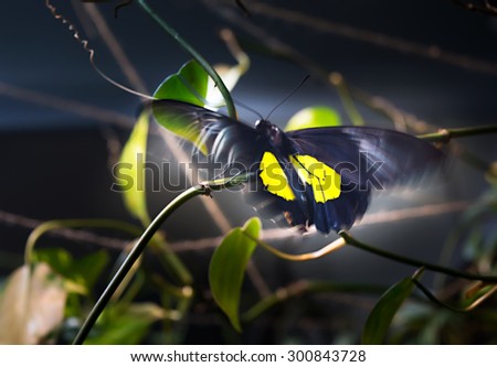 Shining black-yellow Papilio butterfly flutters the wings on dark background. Motion blur give the picture more expressive.