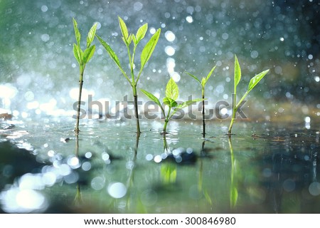 grass dew rain macro fresh green eco Royalty-Free Stock Photo #300846980
