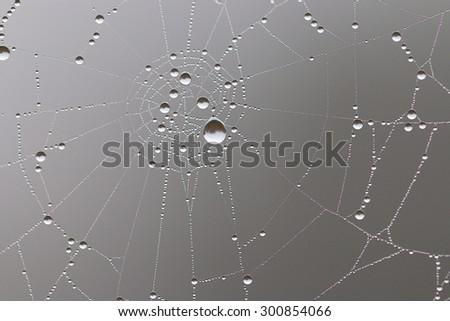 spider web in the forest
