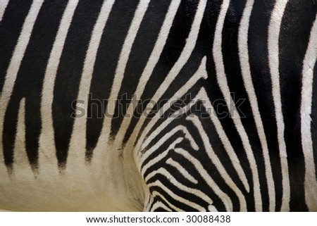 Photo of  Zebra Skin Texture