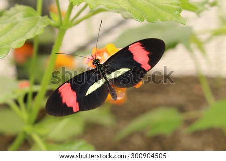 Pink and white striped black "Common Postman" butterfly (or Postman Butterfly) in Innsbruck, Austria. Its scientific name is Heliconius Melpomene, native  from Mexico to northern South America.