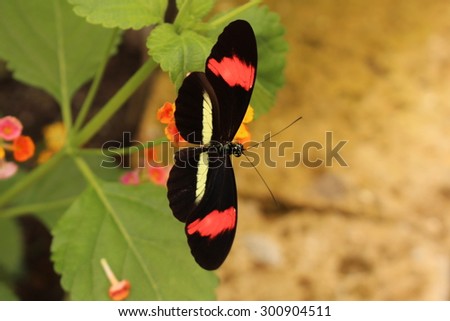 Pink and white striped black "Common Postman" butterfly (or Postman Butterfly) in Innsbruck, Austria. Its scientific name is Heliconius Melpomene, native  from Mexico to northern South America.