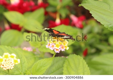 Red and white striped black "Doris Longwing" butterfly (or The Doris) in Innsbruck, Austria. Its scientific name is Heliconius Doris (or Laparus Doris), native from Central America to the Amazon.