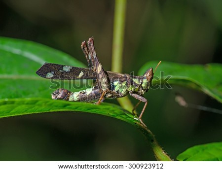 Grasshopper on green leaf.Monkey Grasshopper