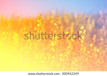 Beautiful flowers made with color filters, flower background.
