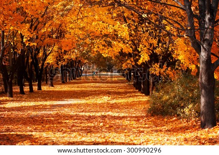 Beautiful romantic alley in a park with colorful trees, autumn landscape Royalty-Free Stock Photo #300990296