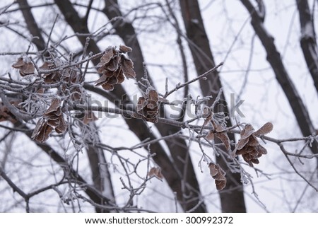 Hoarfrost on the maple branches