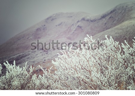 Aso mountain in Vintage style. Frozen tree on snow mountain