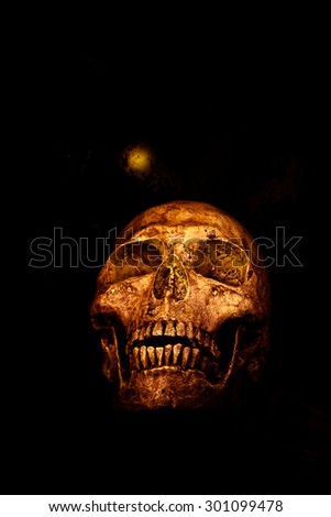 still life of skull on dark background