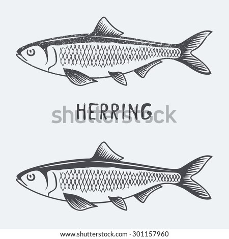 herring vector illustration