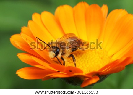 Bee on the yellow flower, collecting nectar. Shallow depth-of-field.