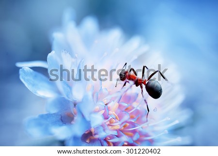 closeup ant on beautiful blue flower.  natural macro background. picture with soft focus