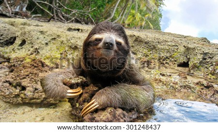 Cute three-toed sloth on the ground of tropical shore in the national park of Cahuita, Costa Rica, Central America