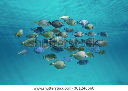 Tropical fish schooling (doctorfish and surgeonfish) below ripples of water surface in the ocean