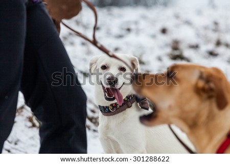 Mixed shelter dog in winter