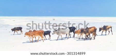 Cattle walking in line on picture perfect white beach of Paje, Zanzibar, Tanzania, Africa.