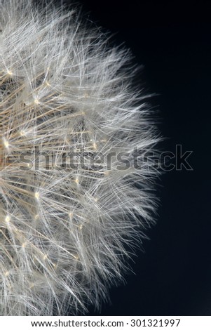 Macro fluffy dandelion on a grey background Studio