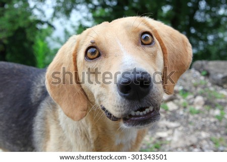 Homeless dog with tick near eye looking in your eyes