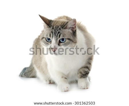 siamese cat in front of white background