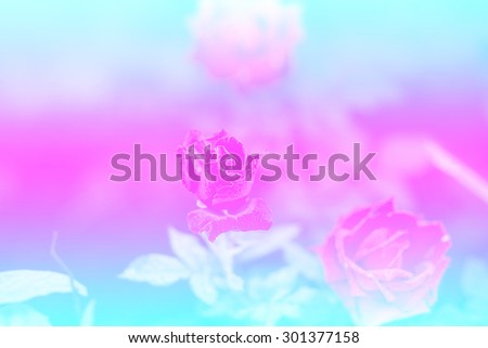 Abatract. Sweet pastel color of rose flowers in bokeh texture soft blur for background