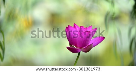 Lotus flowers