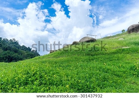 Green grass on a hill.