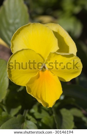 Pansies of yellow color close up in spring