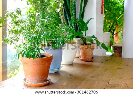 A plant pot displayed in the window Royalty-Free Stock Photo #301462706