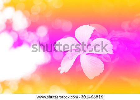 Blurred of cosmos flower in the bokeh soft blur pastel color for background