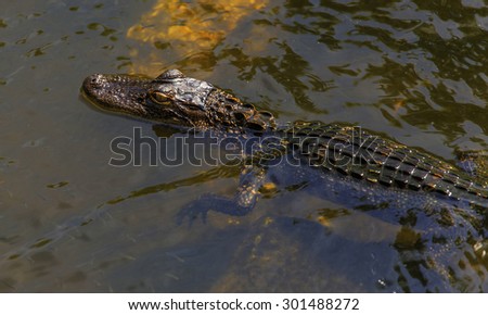 A Baby American Alligator Swims along a river.