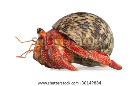 hermit crab - Coenobita perlatus in front of a white background