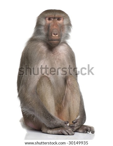 Baboon  -  Simia hamadryas in front of a white background