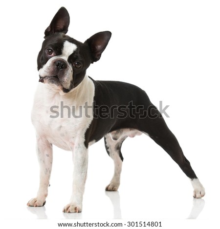 Boston Terrier dog Royalty-Free Stock Photo #301514801
