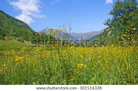 blooming in alpine meadows in summer sunny day