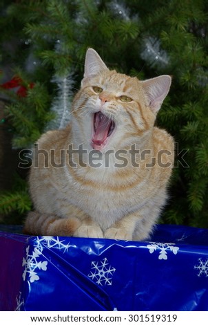 orange tabby cat singing on Christmas gift 