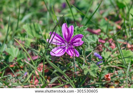 alone purple flower in green environment