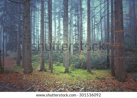 Beautiful colorful autumnal coniferous forest trees. Picture was taken in south east Slovenia.