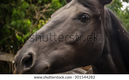 A dark mare enjoys her picture taken as she stands in her corral