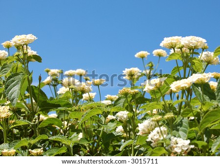 lantana flowers against blue sky