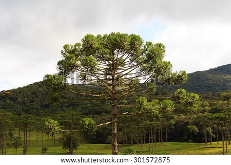 Closeup of upper part of Araucaria angustifolia ( Brazilian pine), Brazil. Selective focus