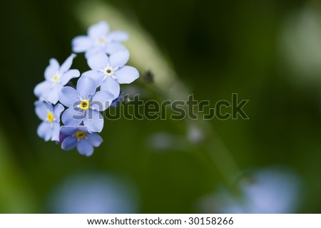Forget Me Not Flower Background