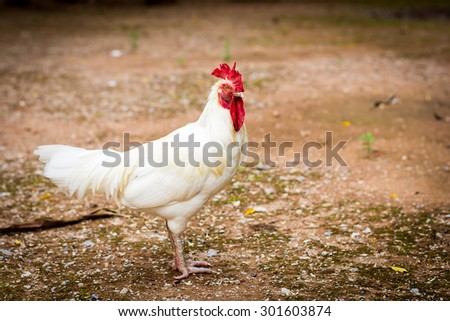 White chicken Royalty-Free Stock Photo #301603874